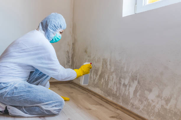 Licensed Attic Mold Removal service in Point Pleasant, PA - WQB Mold Removal